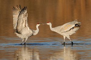 Canadese kraanvogels van Harry Eggens