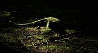 alone in the dark
