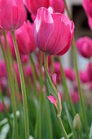 Misshaped Pink Tulip - 2017