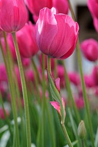 Misshaped Pink Tulip - 2017 von Timmy Bouwmann