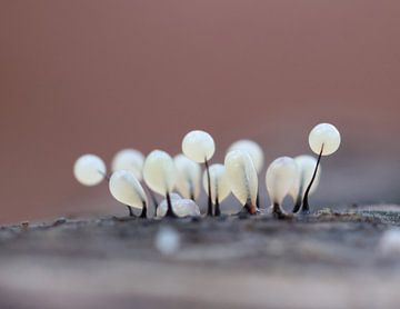 Strong together by Angelique Raaijmakers