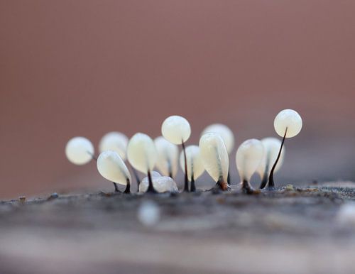 Plus forts les uns que les autres