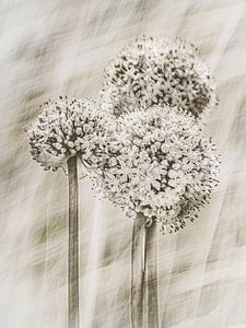 Allium