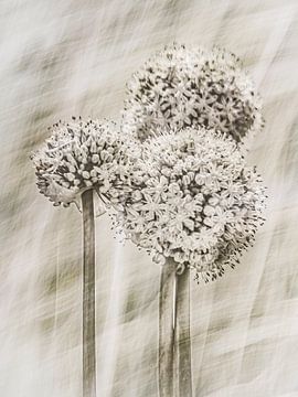 Allium by Freddy Hoevers