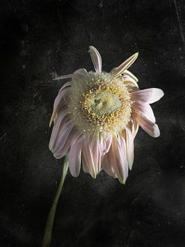 Withered Gerbera on a dark background with a decorative texture by Andreas Berheide Photography