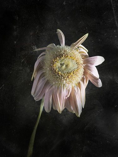 Verdorde Gerbera op een donkere achtergrond met een decoratieve textuur
