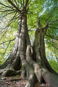 De reuzen van het bos