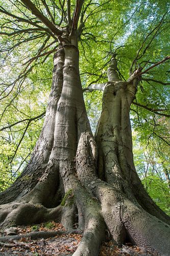 Les géants de la forêt