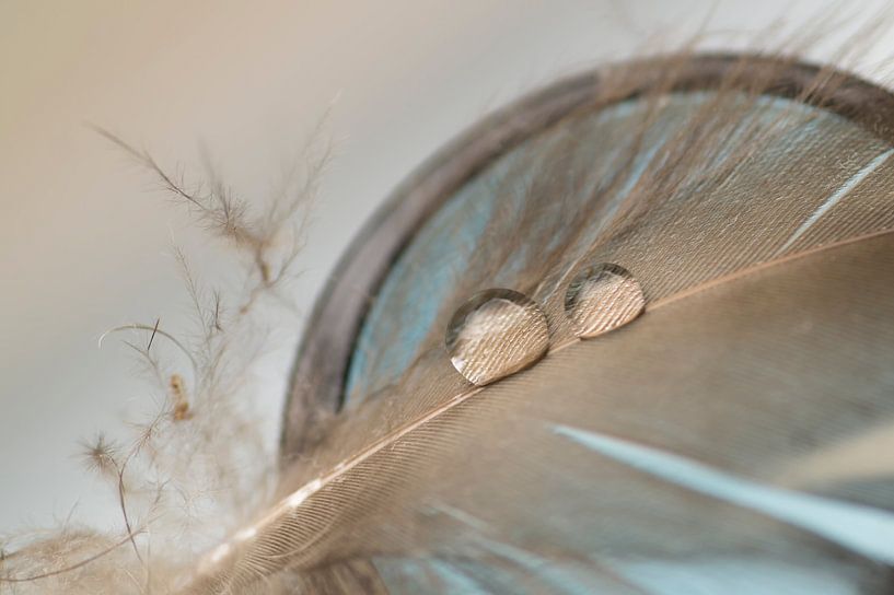 Still life with drops and a feather in shades of blue and brown by Birgitte Bergman