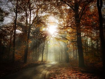 Een gouden herfstgloed in de Veluwse bossen van Erwin Velders