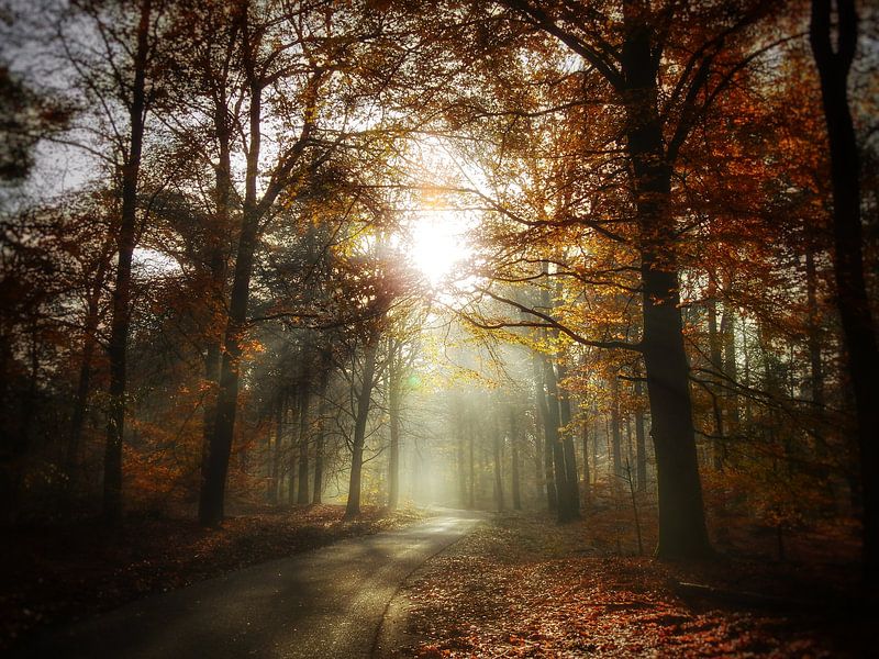 A golden autumn glow in the Veluwe forests by Erwin Velders