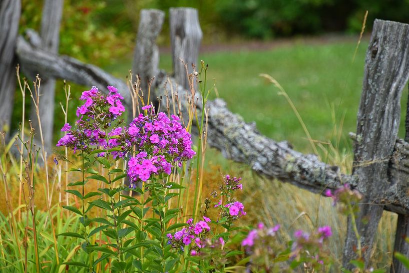 Wildflowers in summer by Claude Laprise