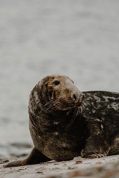 Grijze zeehond | Helgoland | Duitsland van Inge Pieck