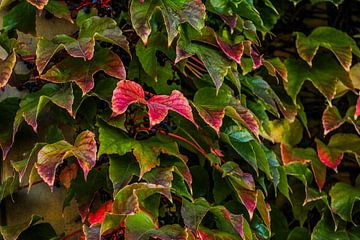 herfstblad in kleur van Yvonne Blokland