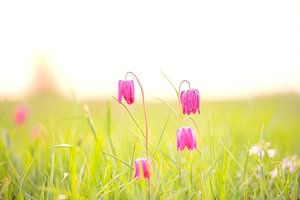 Schachblume auf einer Wiese bei Sonnenaufgang