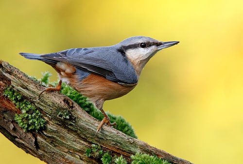 Boomklever met gele achtergrond
