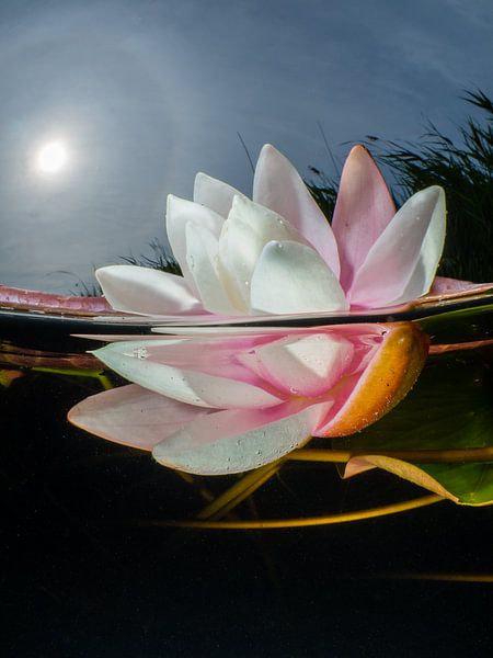 White waterlily with sun and halo by René Weterings