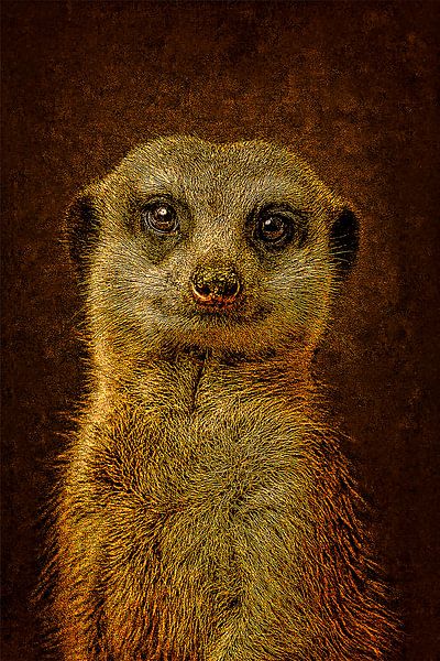 Stokstaartje – Zachte Waakzaamheid van Bert Quaedvlieg