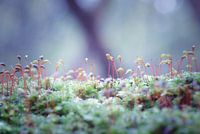 Minuscule moss skewers