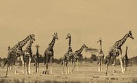 Reticulate Giraffe Kenia van Roland Smeets thumbnail