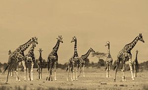 Girafe réticulée Kenya