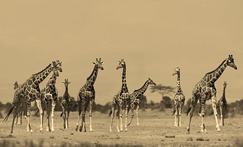 Reticulate Giraffe Kenia van Roland Smeets