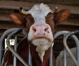 Cow by Huub Westendorp