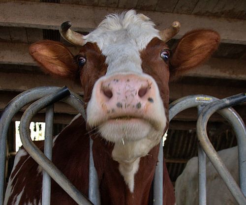 Vache