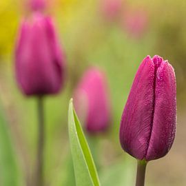 Purple tulips