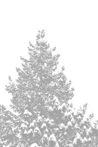 Ein Nadelbaum mit schneebedeckten Spitzen