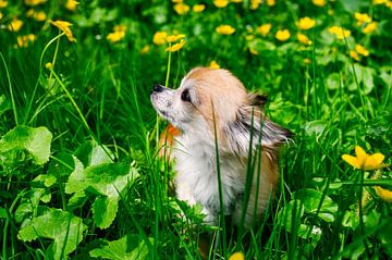 Een chihuahua van Claudia Evans