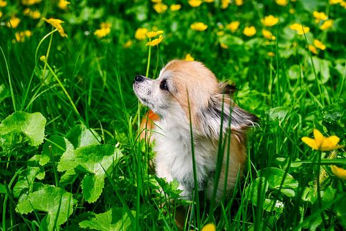 Een chihuahua