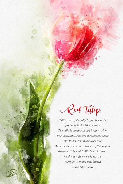 red tulip by Theodor Decker