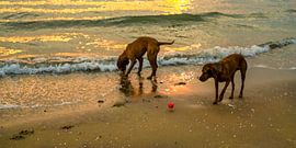 Willst du spielen? 4