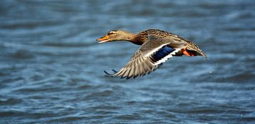 Wild Duck by Ronald Timmer