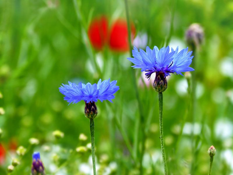 Cornflowers (Cornflowers) by Caroline Lichthart