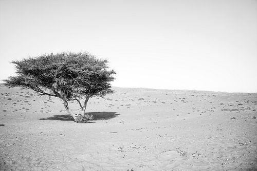 Een karakteristieke acaciaboom in de woestijn van Oman