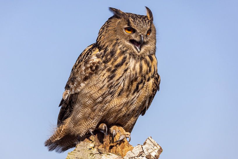 Eule, Bubo bubo von Gert Hilbink