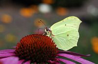 Papillon citronné sur fleur de corail violet