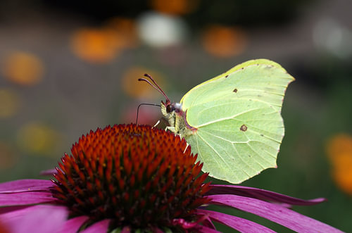 Citroen vlinder op paarse coneflower