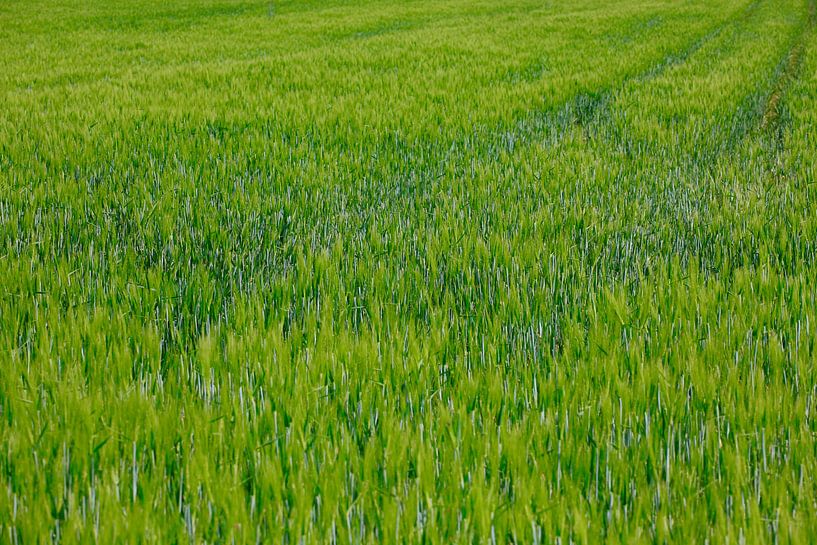 Field by Thomas Jäger