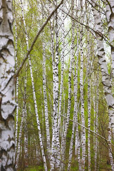 Beautiful birch forest by Thomas Jäger