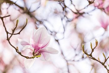 Magnolie im Frühlingslicht