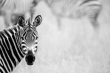 De blik van de zebra