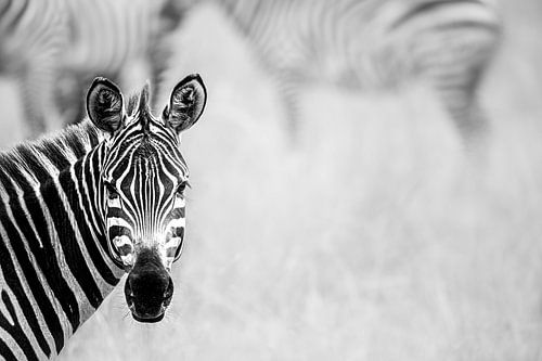 De blik van de zebra