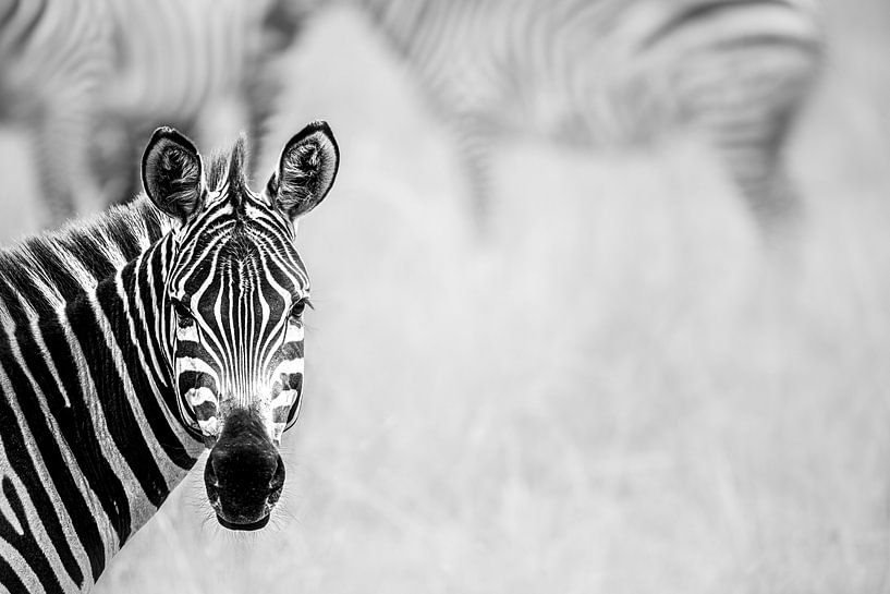 Der Blick des Zebras von Sharing Wildlife