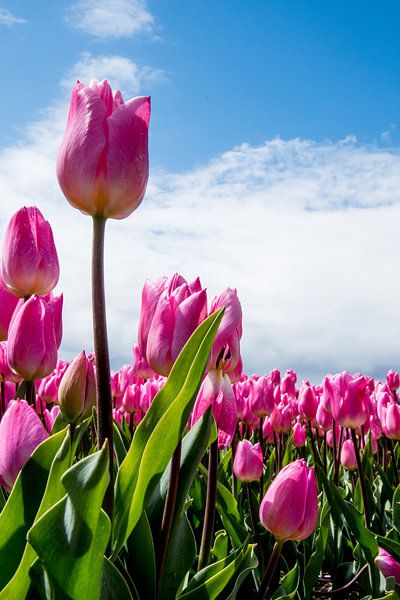 Tulpen by Johan van der Helm