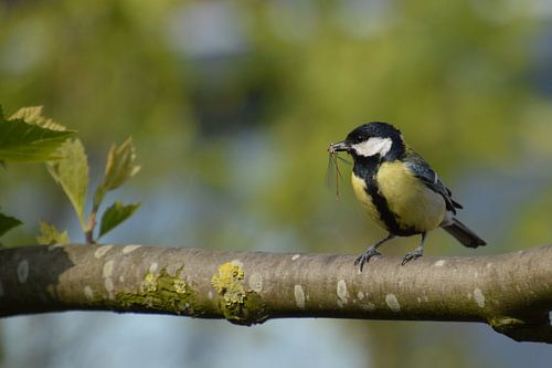 Great tit with a dragonfly