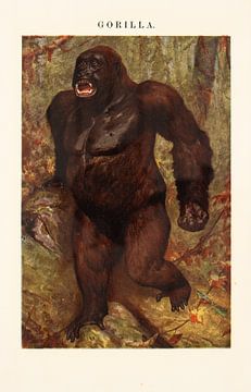 Vintage schoolplate Gorilla by Studio Wunderkammer