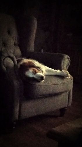 Kooikerhondje op één oor in oorfaulteuil